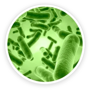 primebiome ingredient 1