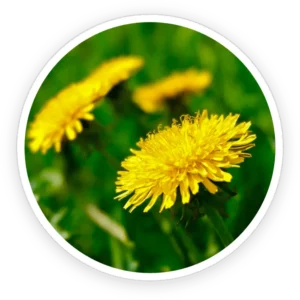 primebiome ingredient 3