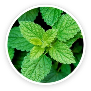 primebiome ingredient 7